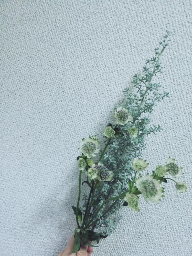 すべての美しい花の画像 50 コチア 花