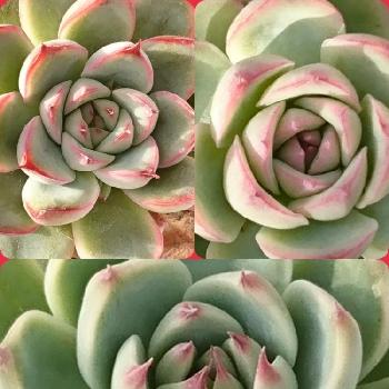 フリーレンジェの投稿画像一覧 Greensnap グリーンスナップ