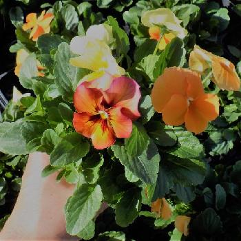 秋冬花壇の投稿画像一覧 Greensnap グリーンスナップ