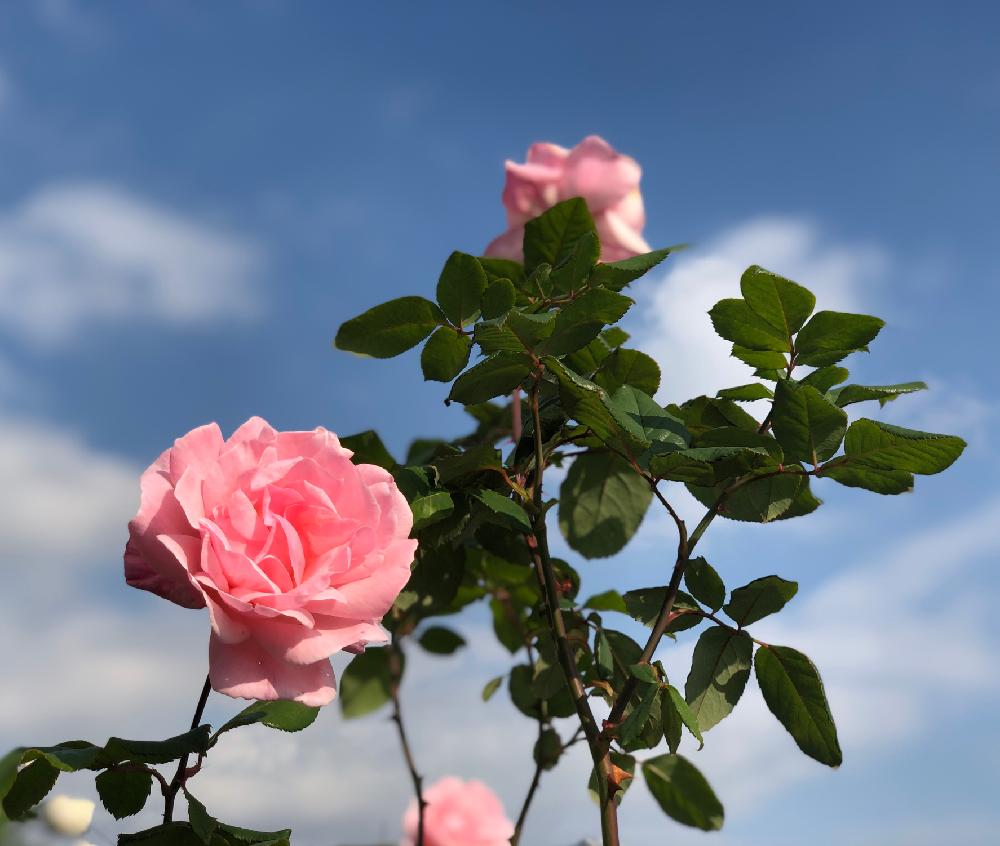 クィーンエリザベスの投稿画像 By そあさん ばら バラ 薔薇と長久保公園とスマホ写真と花のある暮らしと神奈川の風景 18月11月29日 Greensnap グリーンスナップ クィーンエリザベスの投稿画像 By そあさん ばら バラ 薔薇と長久保公園とスマホ写真と花のある暮らしと神奈川の風景 18月11月29日 Greensnap グリーンスナップ