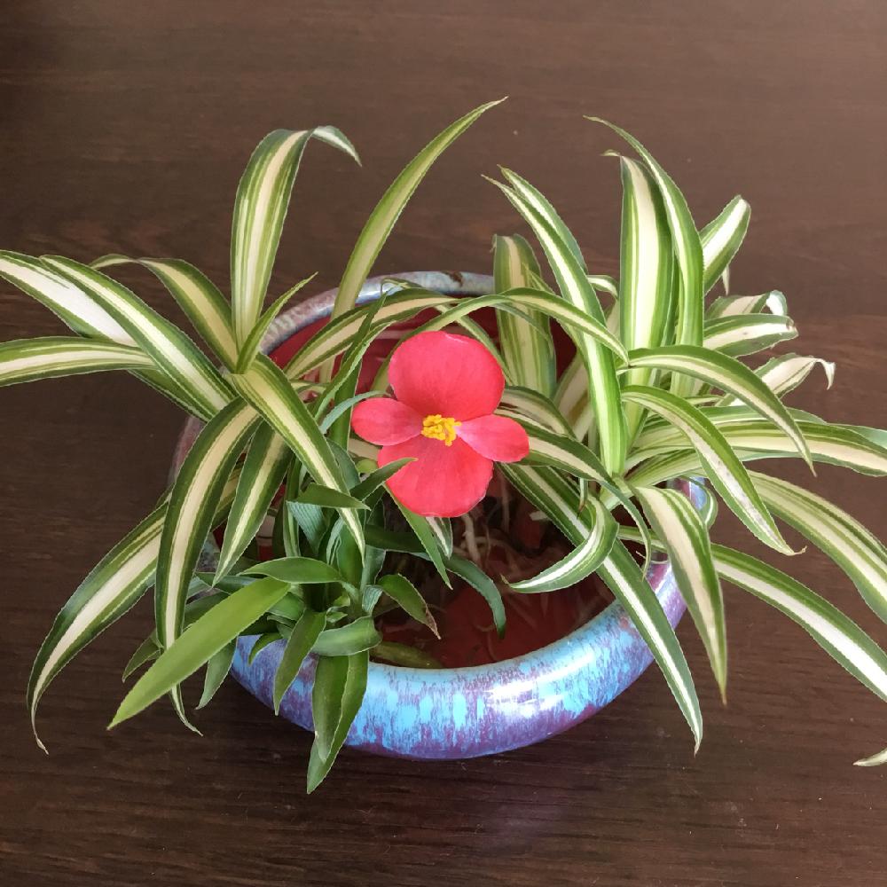 オリヅルランの投稿画像 By うみ さん ベゴニアと花のある暮らしと赤い花と花器と秋の花 18月11月29日 Greensnap グリーンスナップ