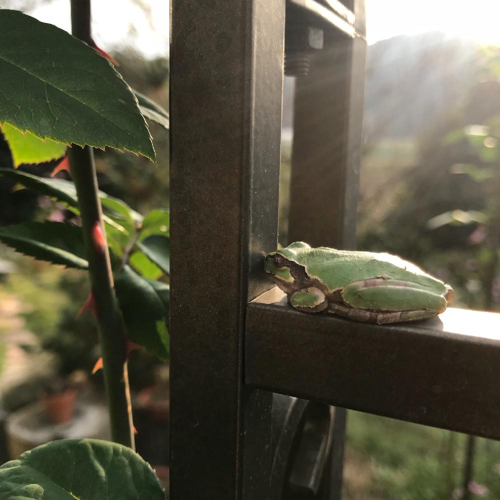 冬眠寸前 カエル祭りの投稿画像 By Saさん Gs日和 18月11月30日 Greensnap グリーンスナップ