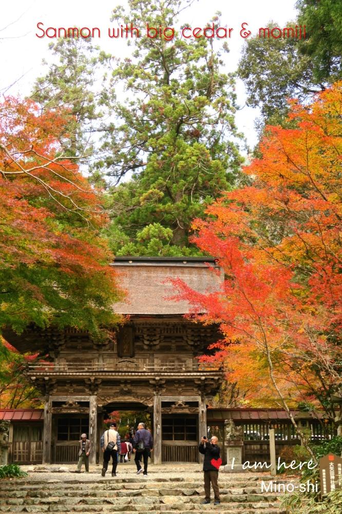 モミジの投稿画像 By Toshi722さん スギと岐阜県と紅葉 こうよう と秋の風景と大矢田神社と巨木と美濃市 2018月11月30日 Greensnap グリーンスナップ