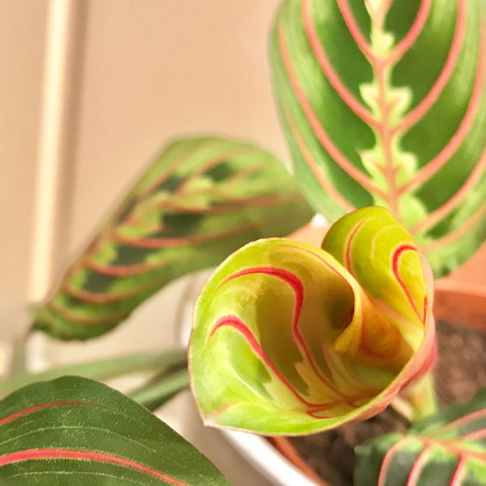 マランタ レウコネウラ エリトロネウラの投稿画像 By 無芸が芸さん 部屋とマランタ レウコネウラと観葉植物と動く 葉っぱとピンク ピンクとgs映えと成長中と珍奇植物と葉脈フェチと動く植物と色がキレイとクルクルとマランタ レウコネウラと観葉植物と動く葉っぱ