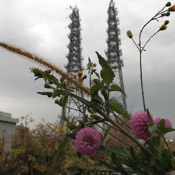 雑草の花束の投稿画像一覧 Greensnap グリーンスナップ