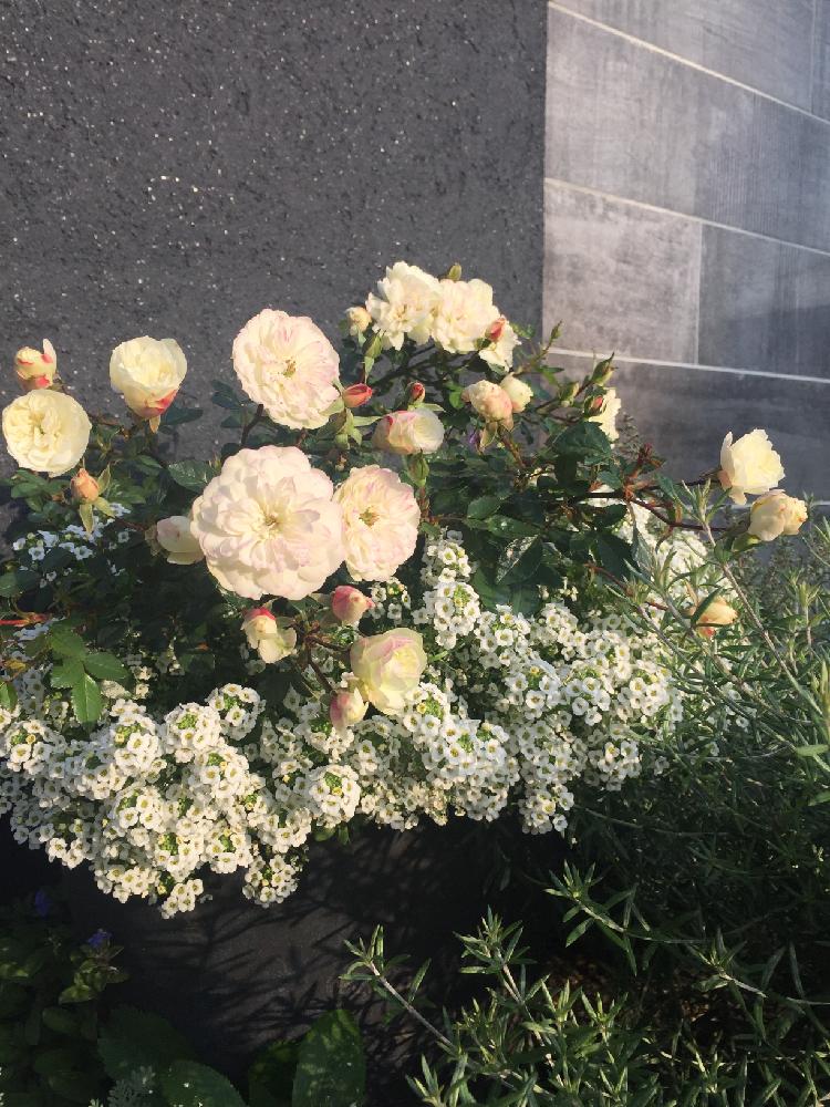 ミニバラ グリーンアイスの投稿画像 By Isyunさん アリッサムとウェストリンギアと無修正とミニバラ鉢植えと寄せ植えとミニバラ寄せ植え と白い花とバラ ミニバラ 18月11月30日 Greensnap グリーンスナップ