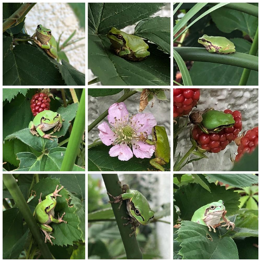 小さなしあわせ の投稿画像 By 花ママ さん 千葉県とアマガエルと柏市と冬眠 寸前 カエル祭りと我が家のペットと可愛いとかわいいとかわいいな とニホンアマガエル とアマガエルのそらまめとカエル倶楽部 18月11月30日 Greensnap グリーンスナップ