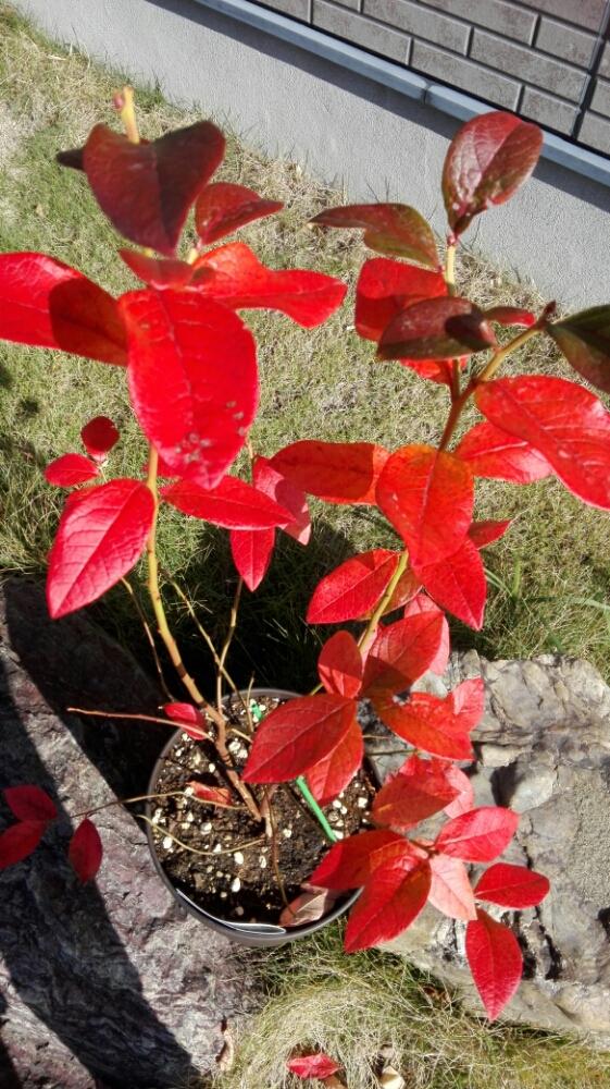 ブルーベリーの投稿画像 By あきさん 赤い葉っぱとgs映え 18月11月30日 Greensnap グリーンスナップ