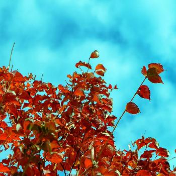 ハナミズキの紅葉 の投稿画像一覧 Greensnap グリーンスナップ