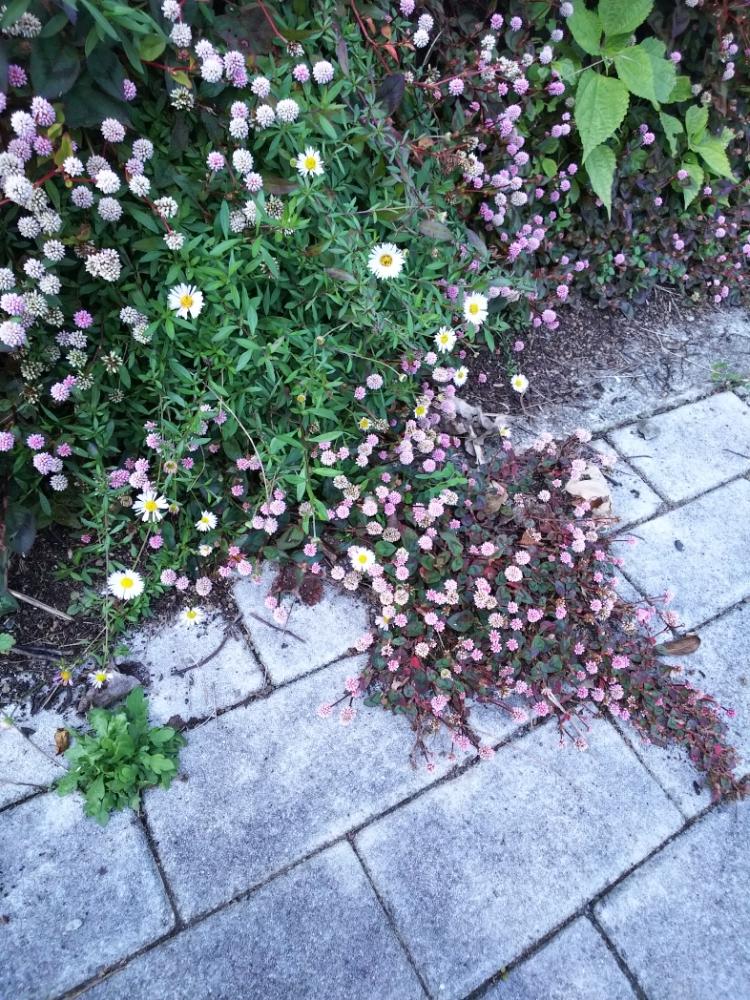 エリゲロンの投稿画像 By 若葉マークさん ポリゴナム ヒメツルソバ としぞーか勢 18月11月30日 Greensnap グリーンスナップ