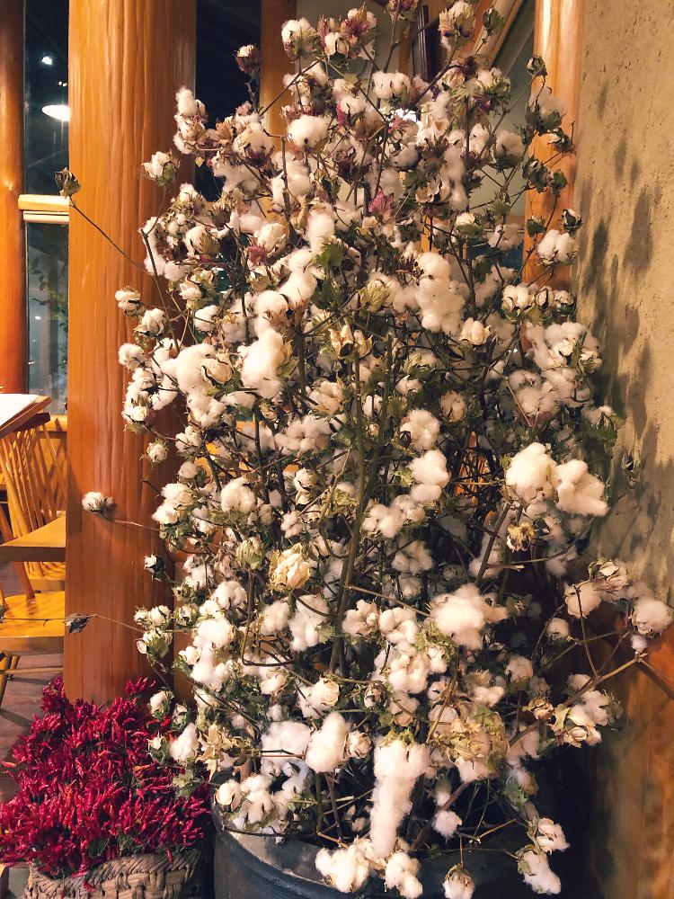 わたの木と花の投稿画像 By Mayumi さん 良い香り といやされる とgs映えと癒しの空間と季節のお花と大きな葉っぱと花のある暮らしとインテリアグリーンと白色植物コンテスト19 18月11月30日 Greensnap グリーンスナップ
