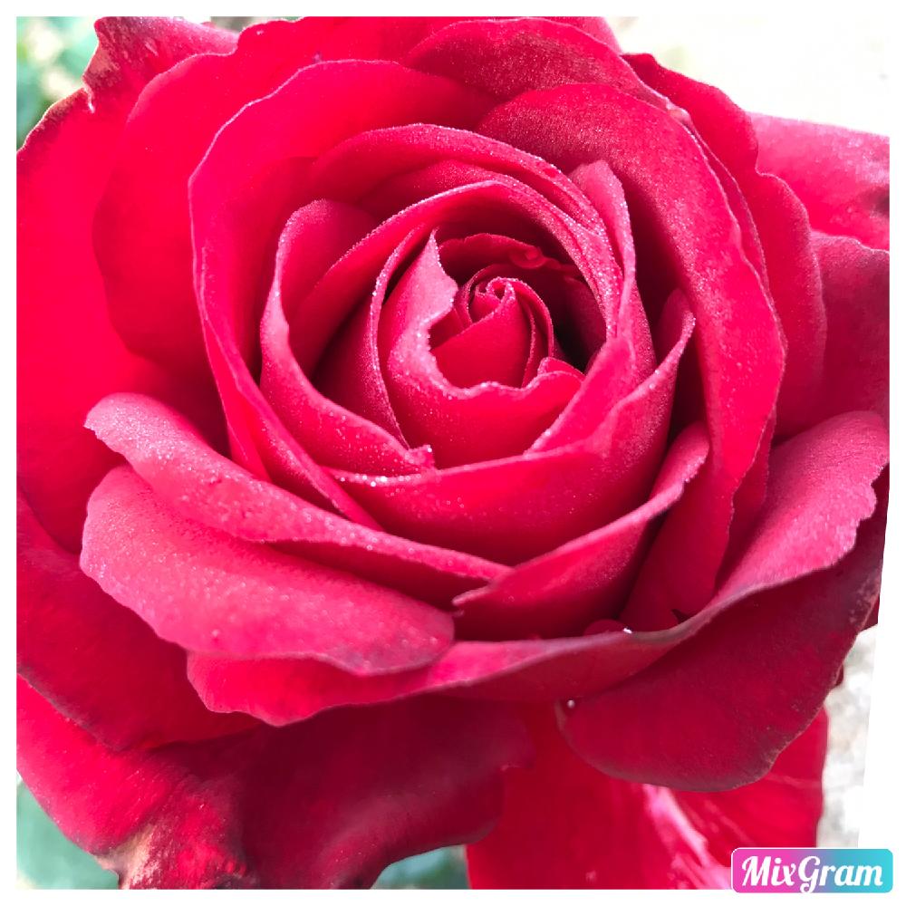 イングリッドバーグマン の投稿画像 By Angela350さん ため息とあざやか とバラと暮らすといつもありがとう と真紅のバラとバラ 大好きといやされる と薔薇 ほほえみと花のある暮らしとばら 薔薇 バラ 18月11月30日 Greensnap グリーンスナップ