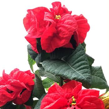 ポインセチアウィンターローズの画像 by ゆーかさん | 部屋とみどりのある暮らしとポインセチアウィンターローズとプレゼントとポインセチア♡と真っ赤と花のある暮らしとクリスマス