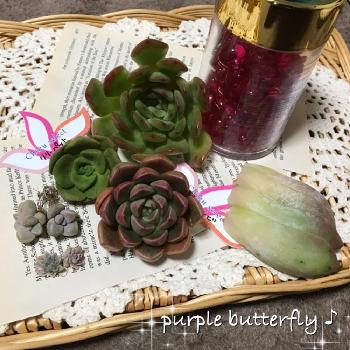 リリーパッド♡の画像 by purple butterfly♪さん | 部屋とモラルビෆ̈と素敵便とリリーパッド♡と熊ちゃんの素敵便とノマෆ̈とプロリフェラ錦。と宮城県とかわいいな♡とクリーマーෆ̈