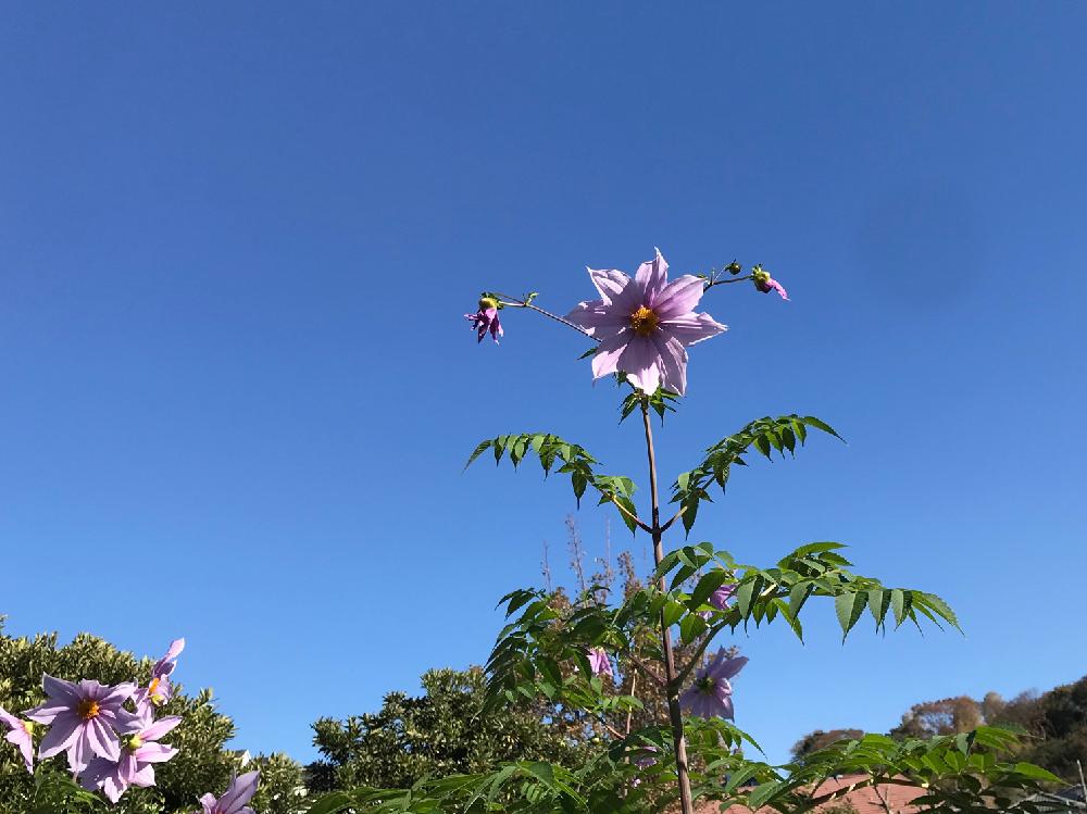 皇帝ダリアの投稿画像 By Nakkyさん コウテイダリアとピンクの花と植物散策といつまでも初心者と公園散策と花のある暮らしと加工なしとiphone撮影と青空とあおぞら 18月12月1日 Greensnap グリーンスナップ