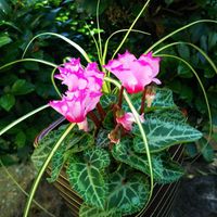 カレックス,寄せ植え, ガーデンシクラメンの画像