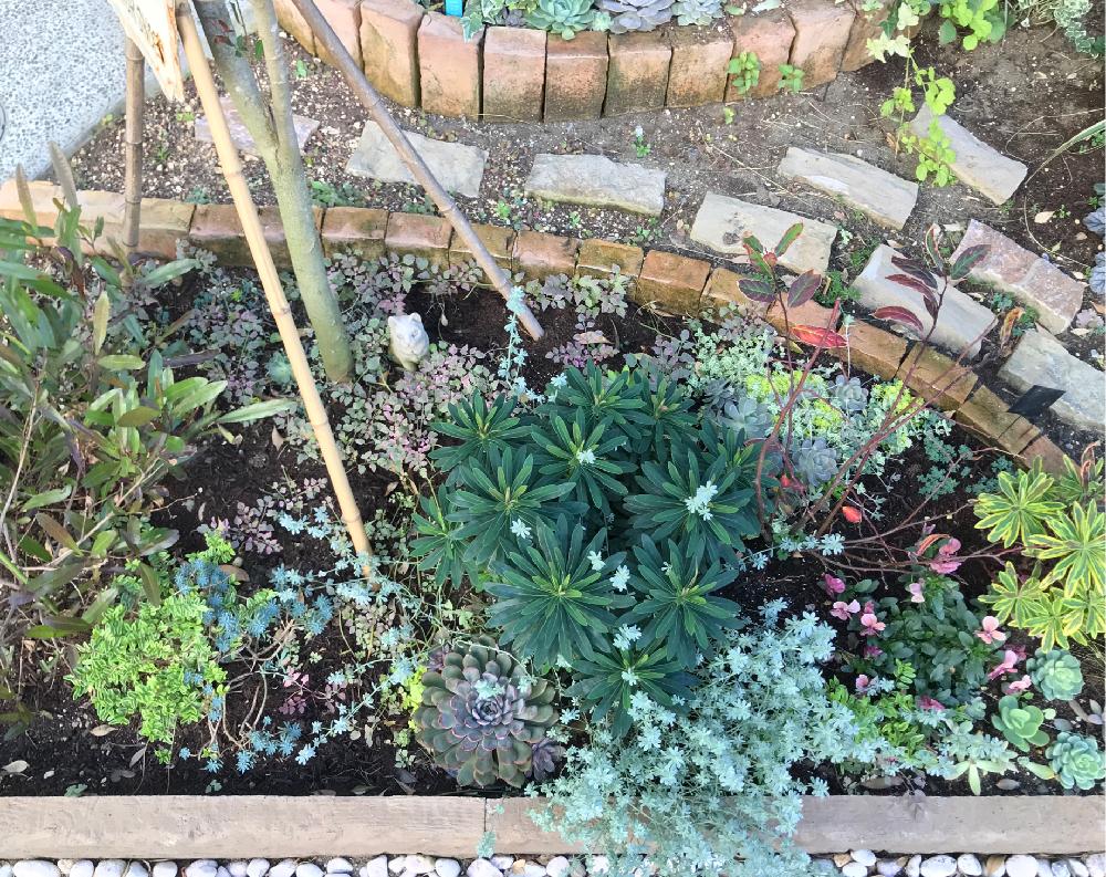 ロータス クレティクスの投稿画像 By にわこさん 小さな庭と多肉植物とカラーリーフと小庭ガーデナーと寄せ植えとボタニカルスポット18秋とオージープランツと多肉植物とカラーリーフと小庭ガーデナーと寄せ植えとボタニカルスポット18秋とオージープランツ 18月