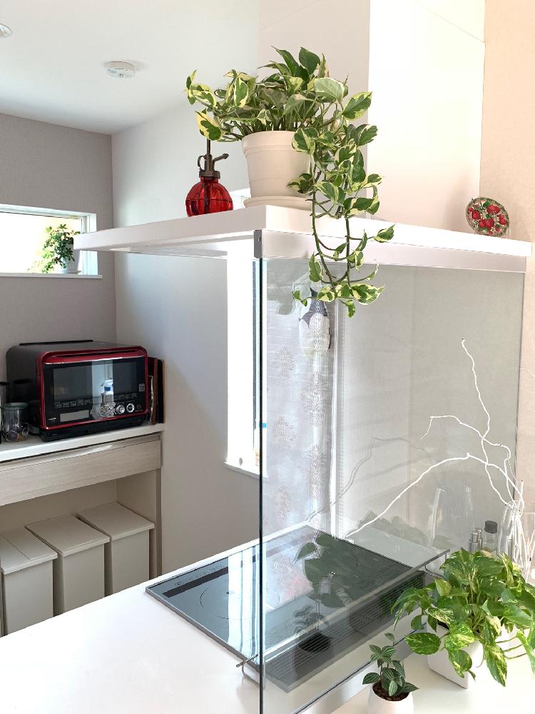 ポトスエンジョイの投稿画像 By イブさん ポトスとペペロミアとシュガーバインと観葉植物とすくすく育ってね と初心者と植中毒 18月12月1日 Greensnap グリーンスナップ