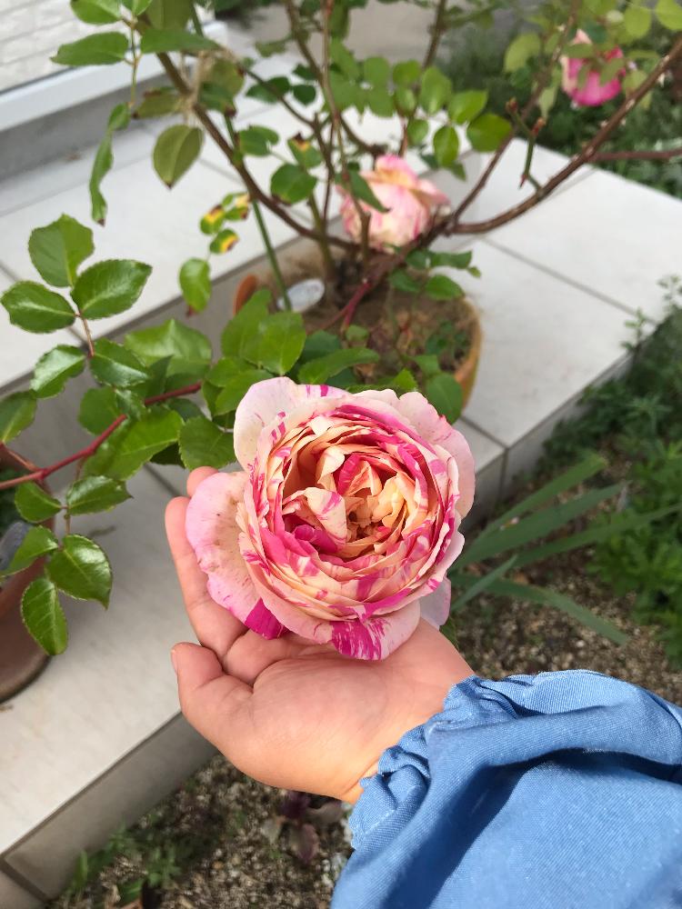 エドゥアール マネ薔薇の投稿画像 By きのこさん ばら バラ 薔薇ときれいな色といい香りと花のある暮らしとかわいいな とバラ ミニバラ 18月12月1日 Greensnap グリーンスナップ