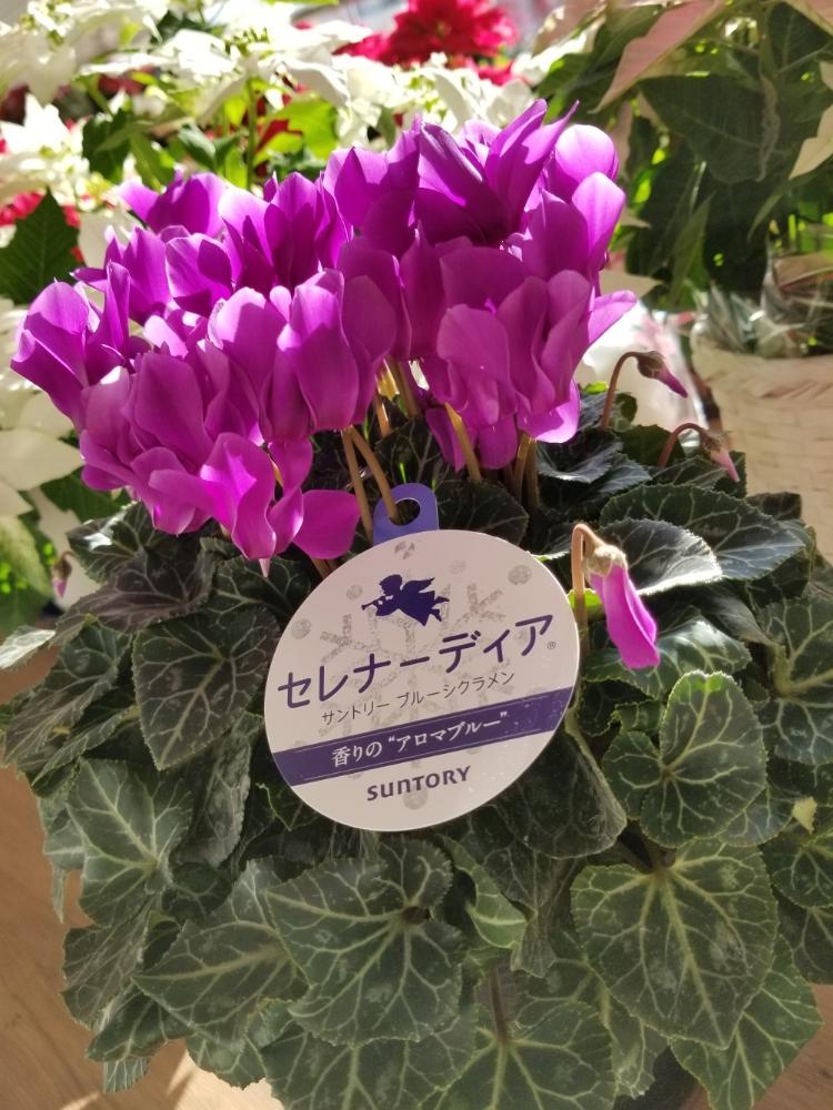 セレナーディアの投稿画像 By お みさん 部屋とシクラメン セレナーディア アロマブルーと花のある暮らしとギフトと香りとシクラメン セレナーディア アロマブルーと花のある暮らしとギフトと香り 18月12月1日 Greensnap グリーンスナップ Greensnap