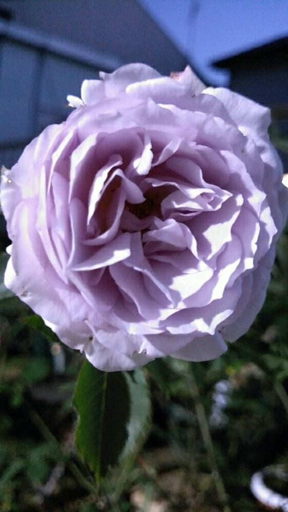 薔薇 ブルーミストの投稿画像 By Ribuさん バラ ブルーミストと花のある暮らしとブルーローズ 18月12月1日 Greensnap グリーンスナップ