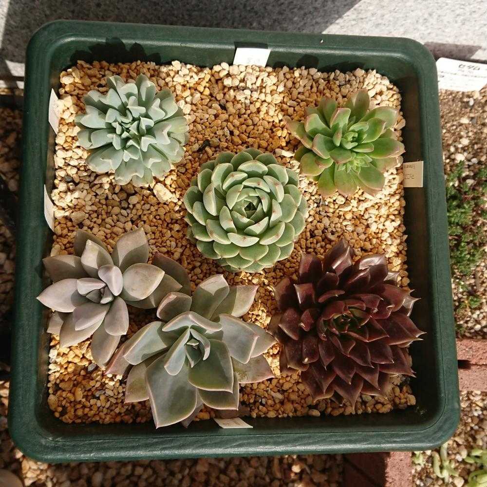 18 9 23 12 01 仲間入りした多肉植物の成長過程 Greensnap グリーンスナップ