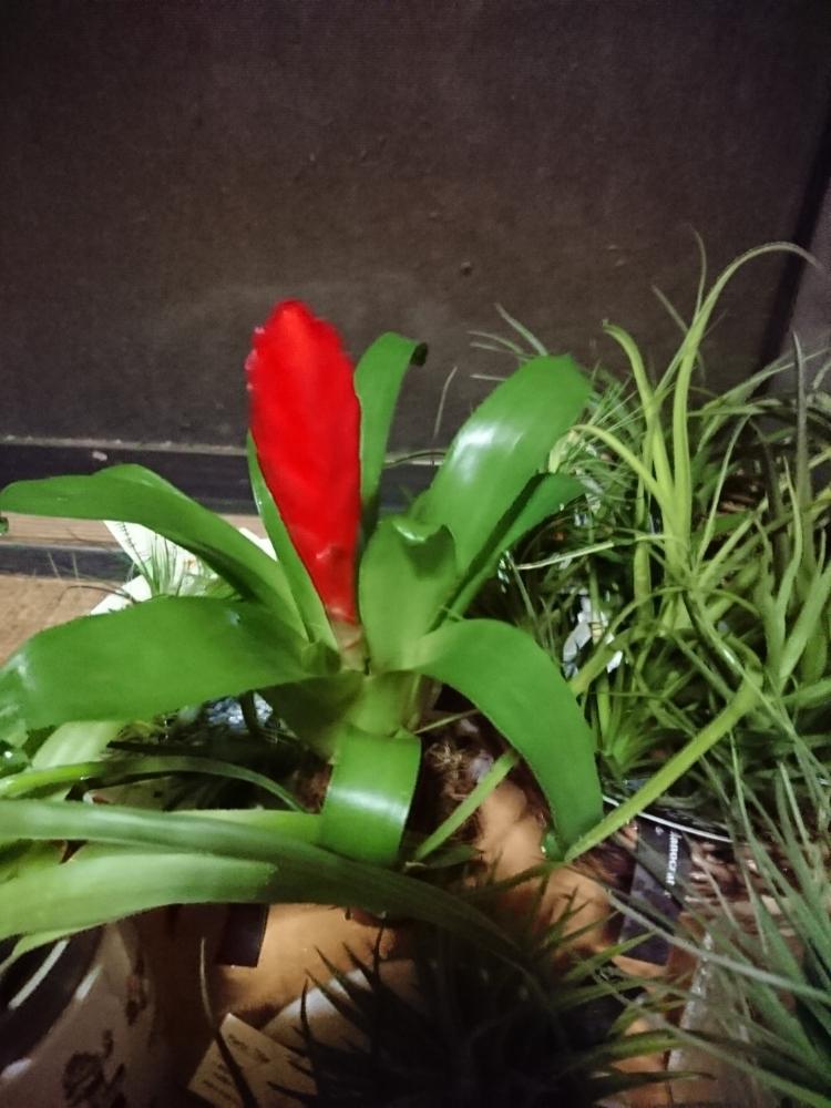 新鮮なジョイフル 本田 花 すべての美しい花の画像