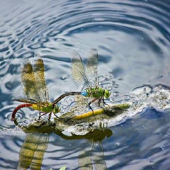 ギンヤンマの投稿画像一覧 Greensnap グリーンスナップ