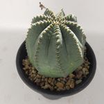 ユーフォルビア・インファウスタ | 多肉植物・特別な鉢の販売
