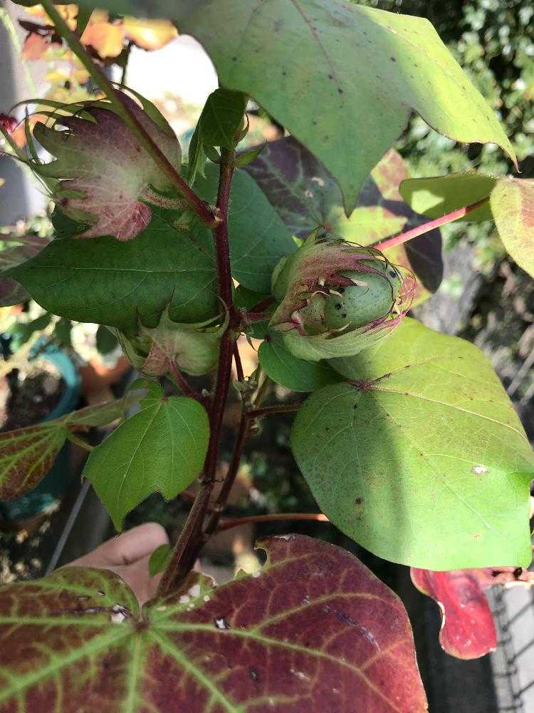 洋綿 結実から実が弾けるまでの記録 Greensnap グリーンスナップ