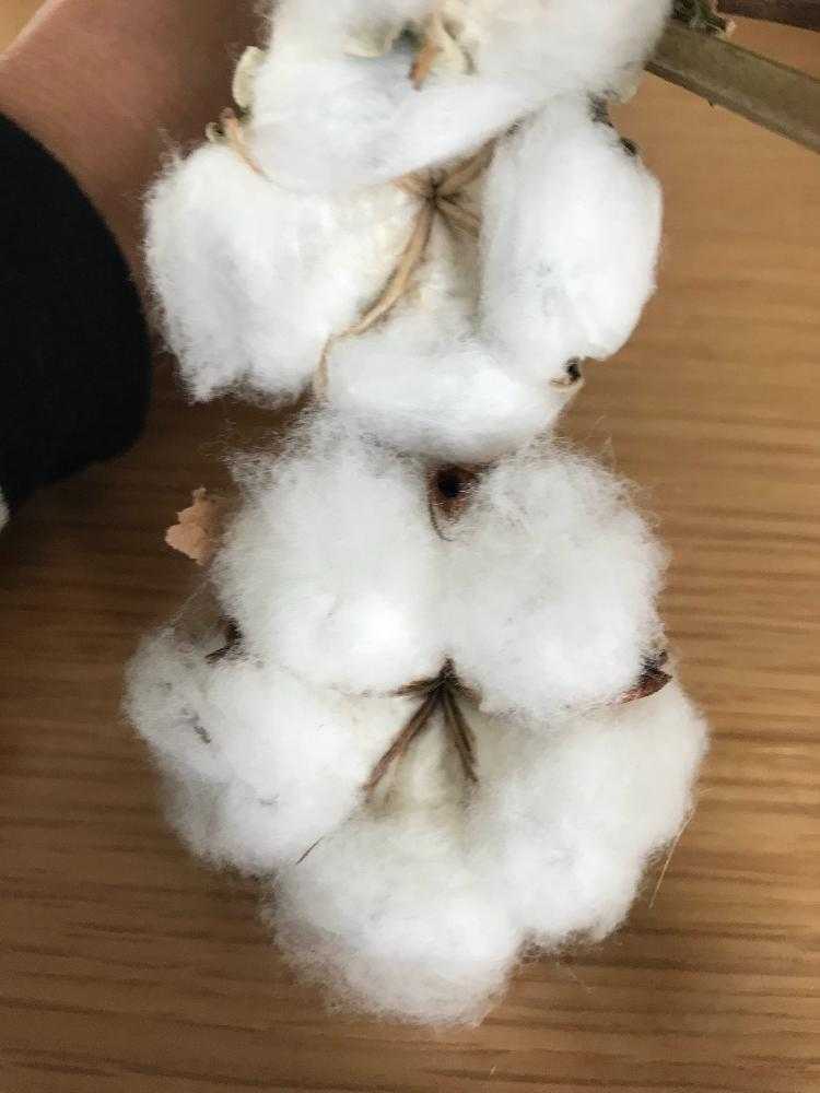 綿実