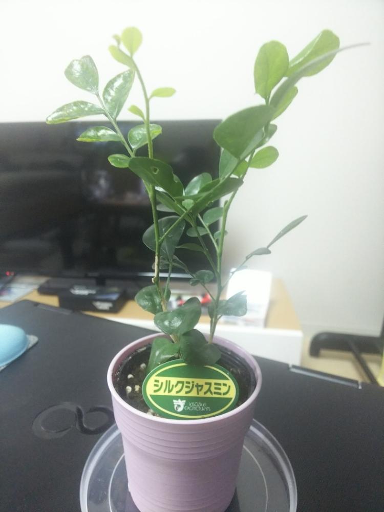 シルクジャスミンの投稿画像 By Tmojiroさん インテリアグリーン 18月12月2日 Greensnap グリーンスナップ