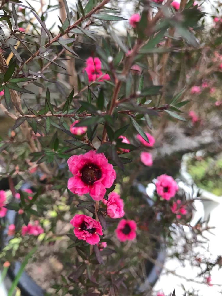 ギョリュウバイの投稿画像 By バジルさん 濃いピンク色と八重咲きと鉢植えとギョリュウバイ ピンクと花のある暮らし 18月12月2日 Greensnap グリーンスナップ
