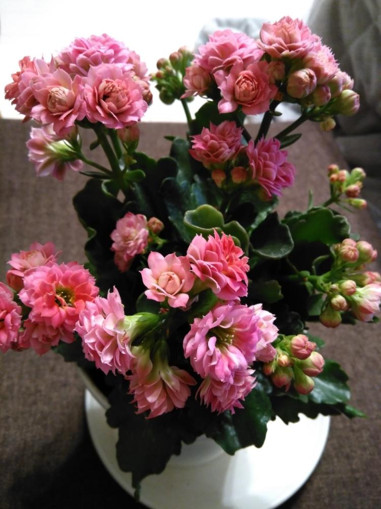 カランコエ クイーンローズの投稿画像 By Kei さん カランコエとピンクの花とピンク色とアンティークカラーと花のある暮らしとお花好きと八重咲き 18月12月2日 Greensnap グリーンスナップ