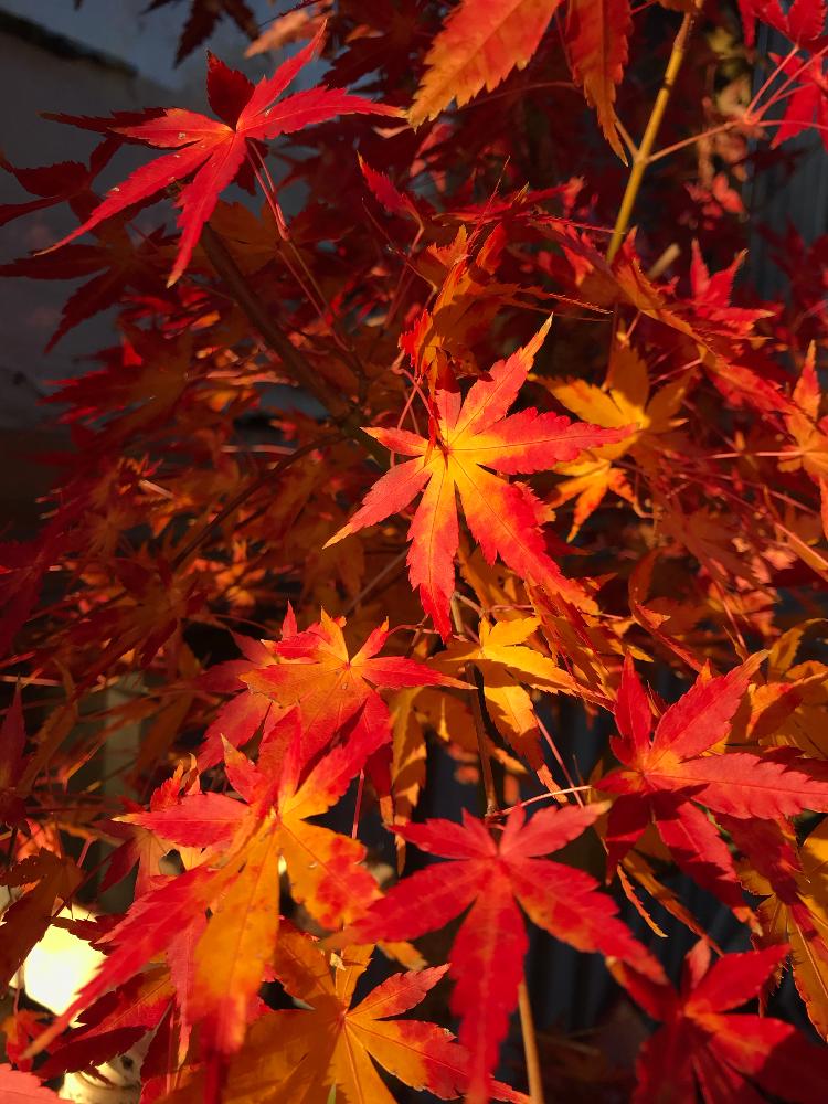 秋の気配の投稿画像 By Miさん 赤い葉っぱともみじ紅葉と今日の一枚 18月12月2日 Greensnap グリーンスナップ