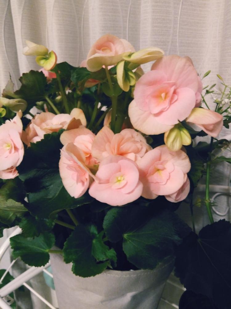 フォーチュンベゴニアの投稿画像 By Kei さん ベゴニアと花のある暮らしとお花好きとピンク色とピンクの花 18月12月2日 Greensnap グリーンスナップ