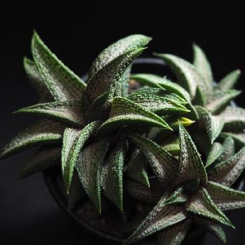 ハオルチア錦帯橋の投稿画像一覧 Greensnap グリーンスナップ