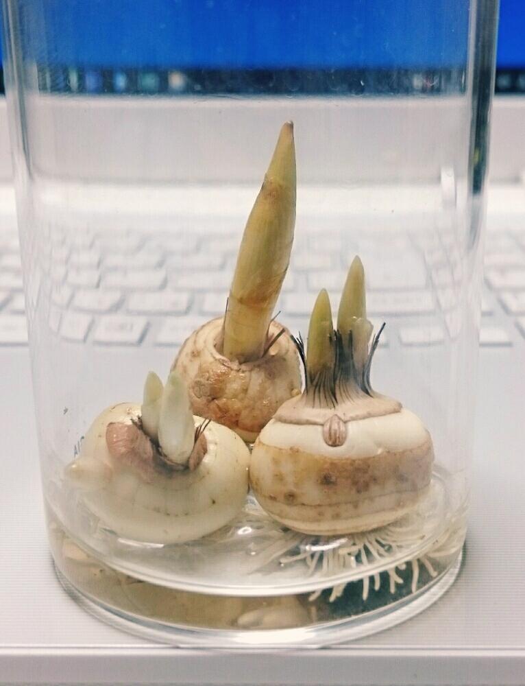 クロッカスの投稿画像 By おたまさん おたまの水栽培とダイソー多肉と100均多肉と花のある暮らしとかわいい 18月12月2日 Greensnap グリーンスナップ