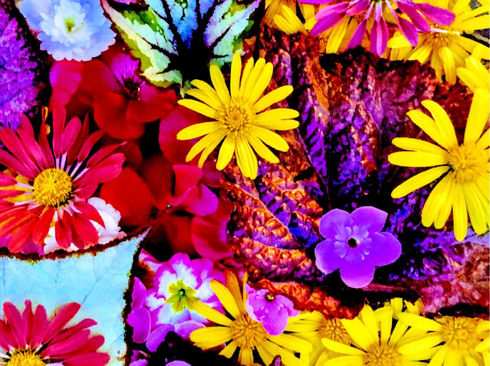 沢山のお花の投稿画像 By Kimikimiさん スマホ撮影と壁紙と真上から と美花と綺麗なミドリと創作と花遊びと畑と壁花 と沢山のお花とスマホ撮影と壁紙と真上から と美花と綺麗なミドリと創作と花遊びと壁花 18月12月2日 Greensnap グリーンスナップ
