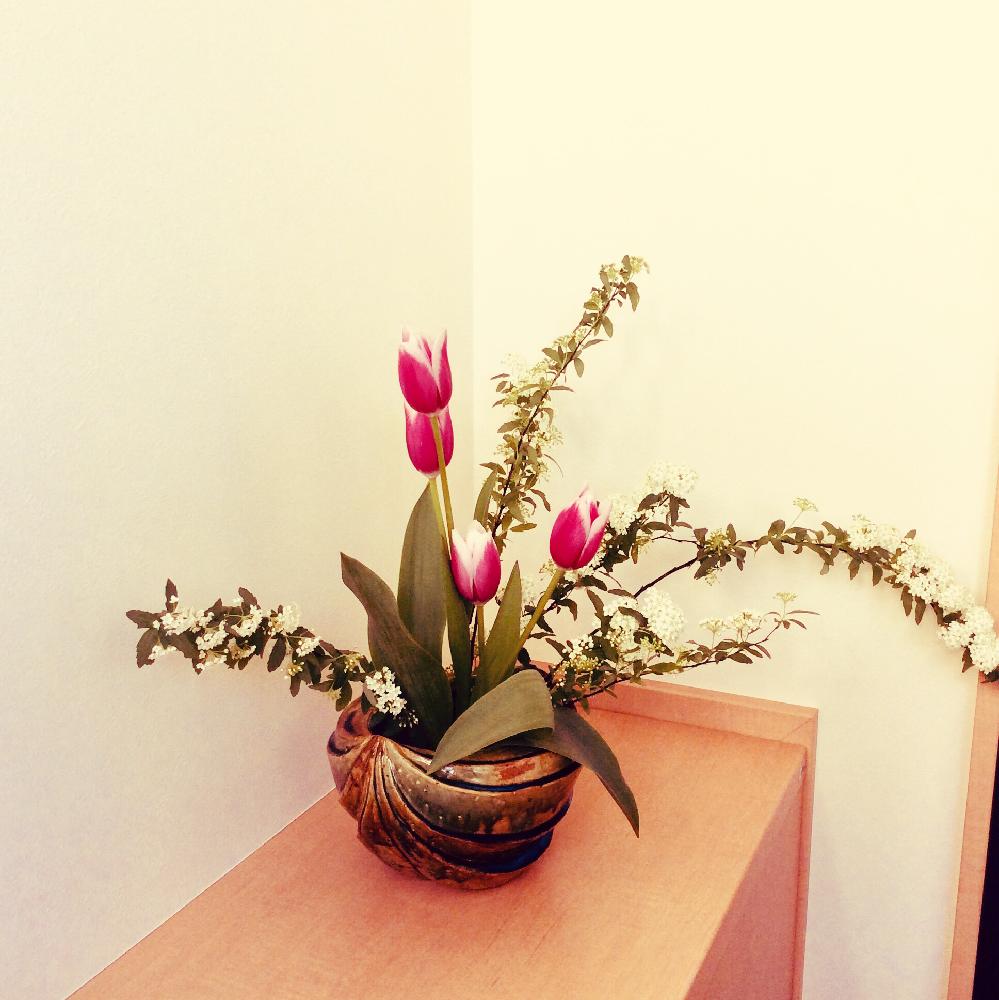 チューリップの投稿画像 By Apricot53さん コデマリと花器といけばなとフラワーアレンジメントと花のある暮らしと切り花と生け花と今日のお花 18月12月3日 Greensnap グリーンスナップ