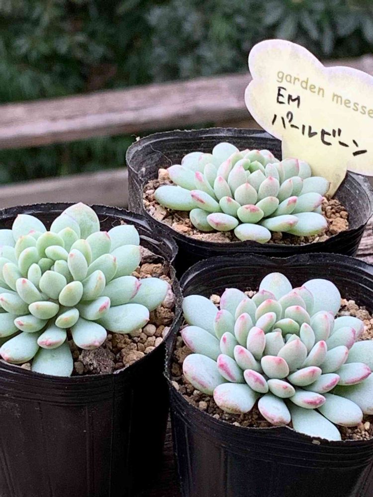 パールビーン♡ 多肉植物 抜き苗 （パールビーン、マディバ 