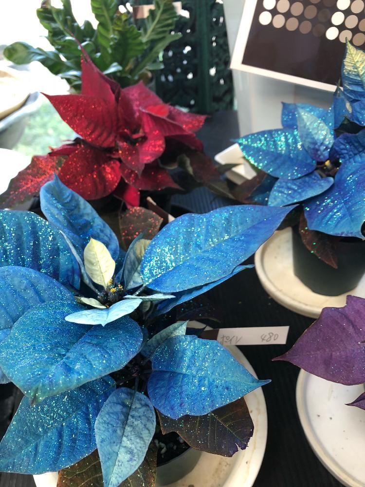 花のある暮らしの投稿画像 By Yurrn15さん ポインセチア 青と花のある暮らしとポインセチア 青 18月12月3日 Greensnap グリーンスナップ Greensnap グリーンスナップ