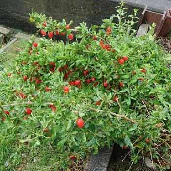 秋冬花壇の投稿画像一覧 Greensnap グリーンスナップ