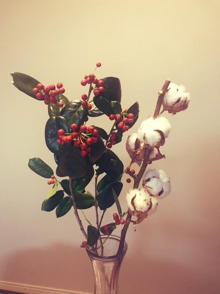 コットンフラワーの投稿画像 By Mayaさん 癒しと もこもこと花のある暮らしとかわいいとクリスマスと部屋と癒しと もこもこと花のある暮らしとかわいいとクリスマス 18月12月3日 Greensnap グリーンスナップ Greensnap グリーンスナップ