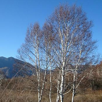 白樺の木の投稿画像一覧 Greensnap グリーンスナップ
