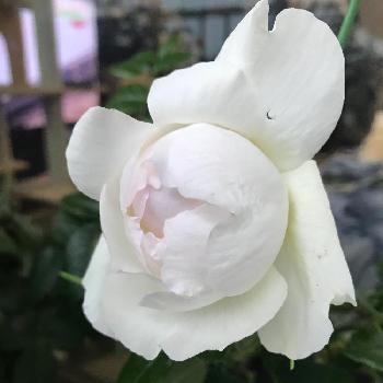 ボレロバラの投稿画像一覧 Greensnap グリーンスナップ