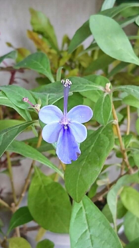 クレロデンドルム ブルーウィングの投稿画像 By 花ちゃんさん クレロデンドルム ブルーウィングと花のある暮らしと埼玉ンズ倶楽部とクレロデンドルムブルーエルフィン 18月12月4日 Greensnap グリーンスナップ