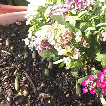 クロッカス球根の画像 by ポカさん | バルコニー/ベランダとクロッカスとクロッカス球根と花のある暮らしと寄せ植え