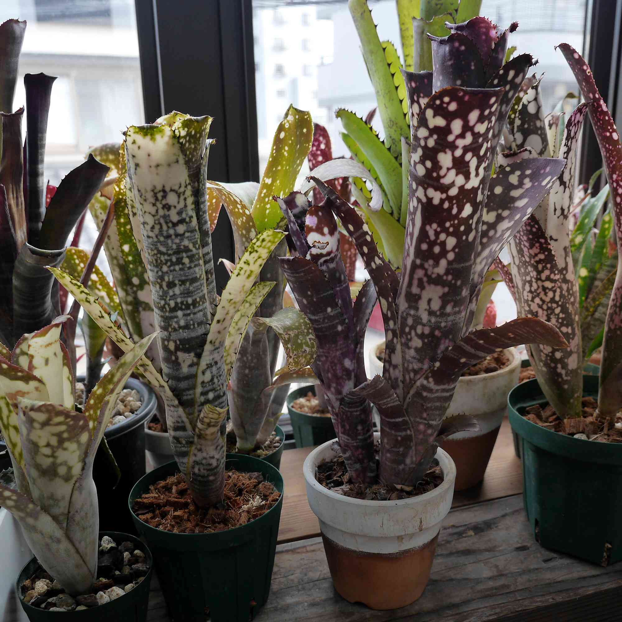 ビルベルギア・ディッピン ドッツの一覧｜🍀GreenSnap（グリーンスナップ）