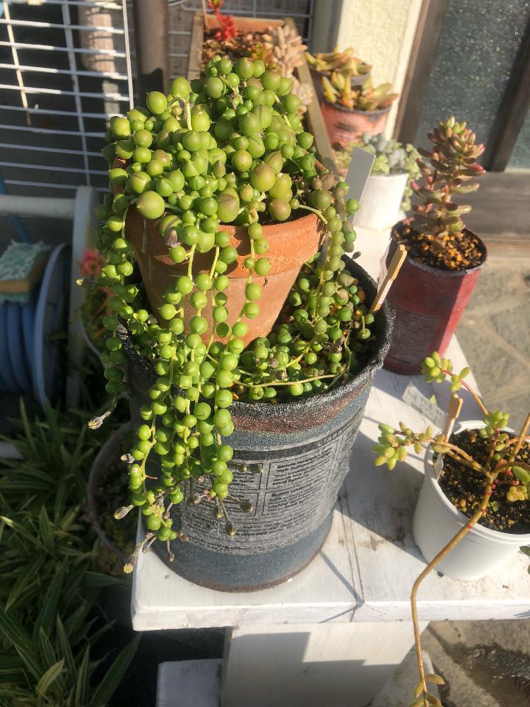 グリーンネックレスの投稿画像 By じゃっくさん あふれ多肉とサビ缶と増えてますともりもりと増えてる とおおきくなあれとこれから楽しみ 18月12月4日 Greensnap グリーンスナップ